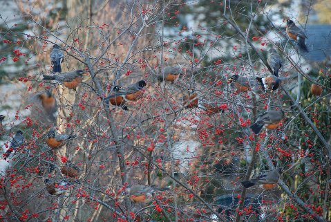 Robins on winterberry enjoying the feast of berries. photo credit: B. Jones