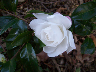 Camellia sasanqua 'Eskimo Dawn'