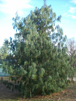 Pinus wallichiana JWC