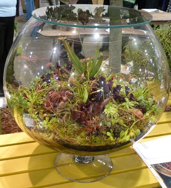 Martha Miller glass container terrarium.  photo credit: J. Coceano