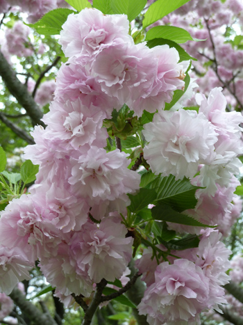 Prunus 'Higurashi' (2) JWC blog