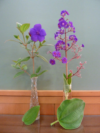 Tibouchina urvilleana (L) and T. grandifolia (R) comparison (1) JWC