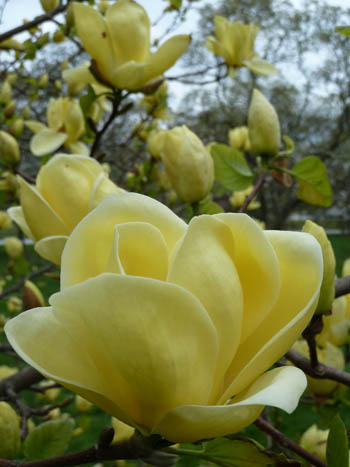 Magnolia 'Lois' flower detail (2) JWC
