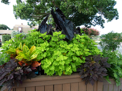 Solenostemon 'Wasabi' is making a statement in this container. photo credit: J. Coceano
