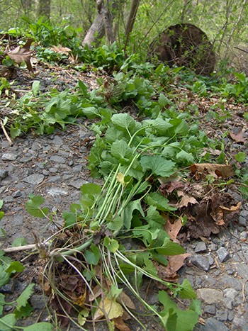 Garlic mustard removed from the Crum Woods. photo credit: R. Robert