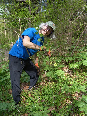 Sandy Whipple, volunteer, continued the effort to control invasives in the Crum Woods, including the now in bloom, garlic mustard (Alliaria petiolata.) photo credit: R. Robert