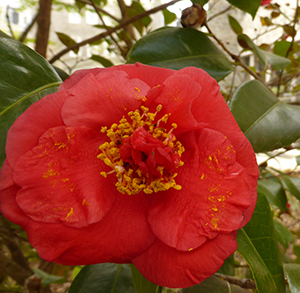 Camellia 'April Tryst' JTB [1]