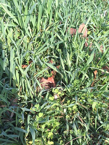cover crop of crimson clover (Trifolium incarnatum), buckwheat (Fagopyrum exculentum), and hairy vetch (Vicia villosa) was planted. photo credit: A. Glas
