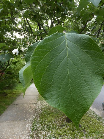 Substantial ovate leaves, dark green in color with a dense pubescence on the underside, cover the tree. photo credit: J. Coceano