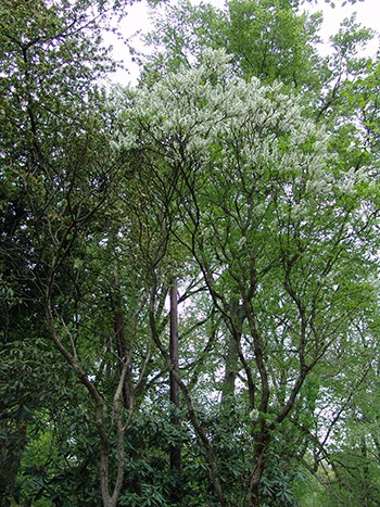 Xanthoceras sorbifolium tends to be upright with a stiff, coarse branching habit. photo credit: D. Nemec