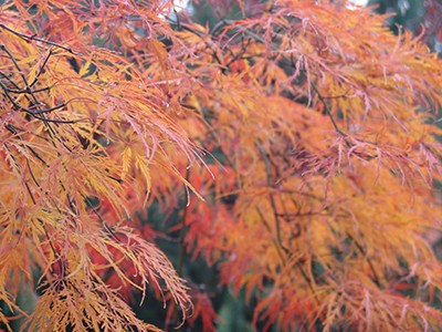 Acer palmatum’s leaves have five, seven, or nine pointed lobes, and the leaf size and shape can vary. The fall color of Acer palmatum' Dissectum' is particular striking. photo credit: R. Robert
