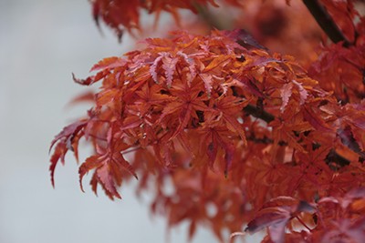 acer palmatum 'Shishgashira' has lovely fall color. photo credit: D. Mattis