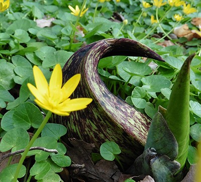 Skunk cabbage amidst a carpet of lesser celandine. Photo by K. Crowley ‘16