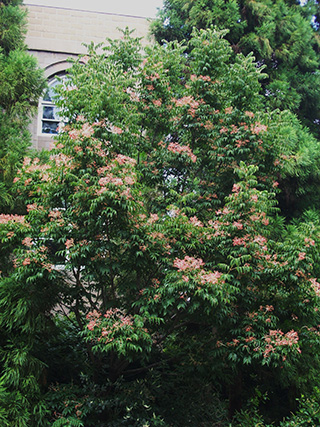 Euscaphis japonica tree JCOCEANO