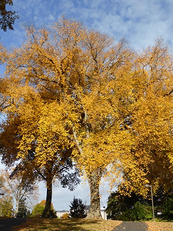 Ulmus americana yellow fall color (7) JWC