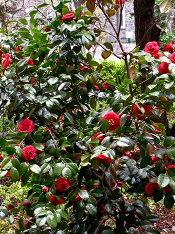 Camellia 'April Tryst' can be found blooming in the Isabelle Cosby Courtyard. photo credit: D. Mattis 