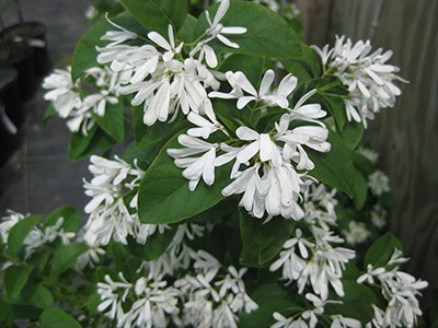 produces a cloud of fragrant white flowers in late spring.  