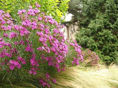 bears an abundant quantity of striking purple-pink flowers in late summer. photo credit: R. Robert