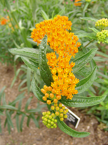 butterfly weed in bloom