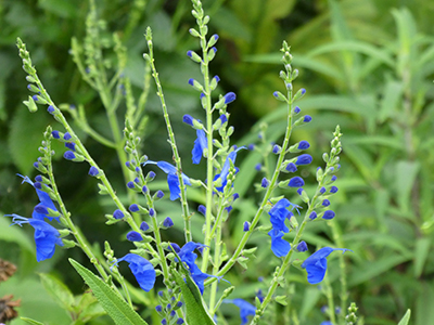 flowering blue salvia