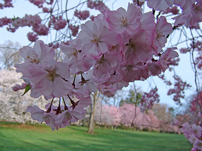 light pink cherry blooms
