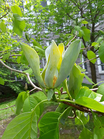 green magnolia flower