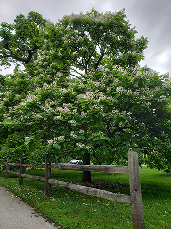 Catalpa bignonioides, the southern catalpa, is a large asymmetric tree with broad cordate foliage and a lush array of white flowers. 