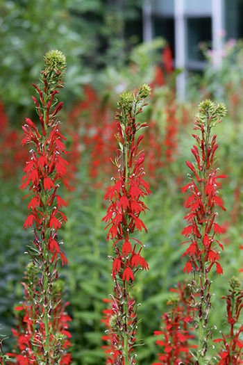 bright red tubular flowers of the 3-6 foot tall racemes.